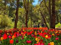 Araluen Botanic Park – A Floral Wonderland in Perth Hills 🌿