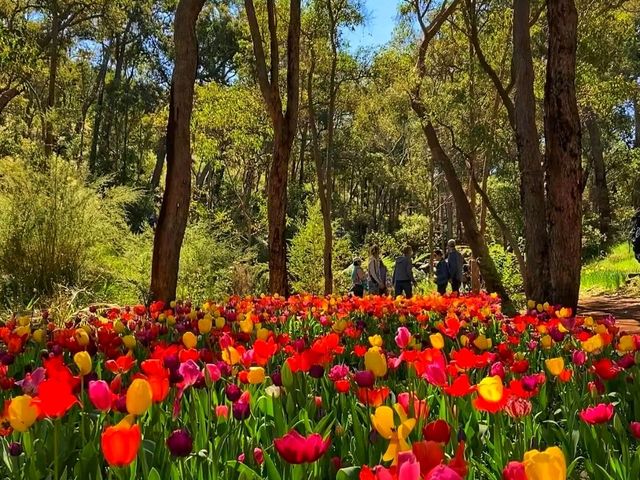 Araluen Botanic Park – A Floral Wonderland in Perth Hills 🌿