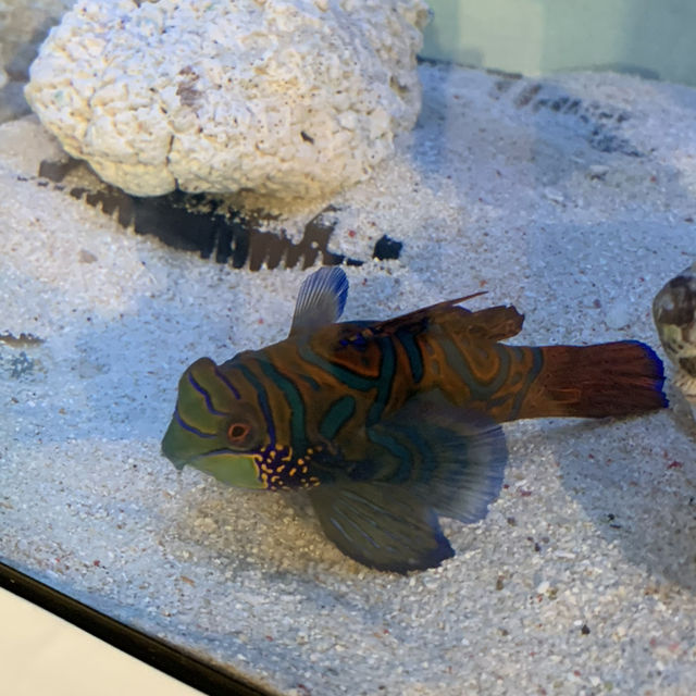 長岡花火の翌日に寄り道！癒しのうみがたり水族館❤️