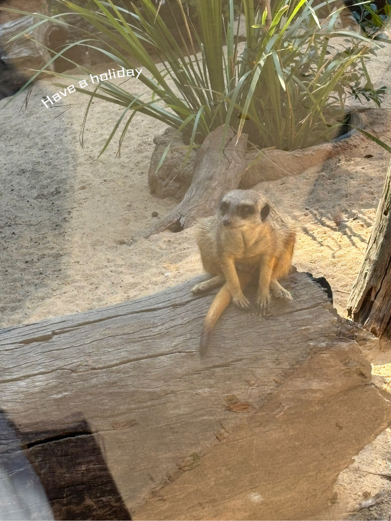 Zoo Walk Wonders trip.com🦒