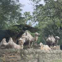 🦒🚙 Drive-Thru Safari Experience You’ll Never Forget - Safari Bogor 🇮🇩