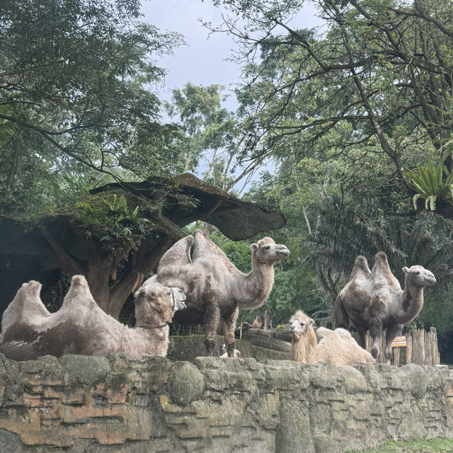 🦒🚙 Drive-Thru Safari Experience You’ll Never Forget - Safari Bogor 🇮🇩
