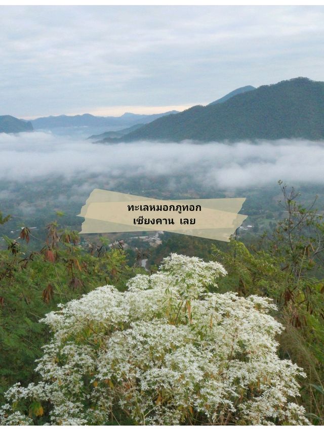 ⛰️ : ทะเลหมอกภูทอก เชียงคาน เลย