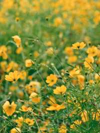 Hokkaido Summer at Farm Tomita 🌻🌺🌿 Japan 
