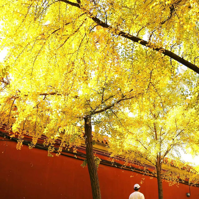 Zhong shan park 中山公园   ปักกิ่ง Zhong shan park 中山公园   ปักกิ่ง