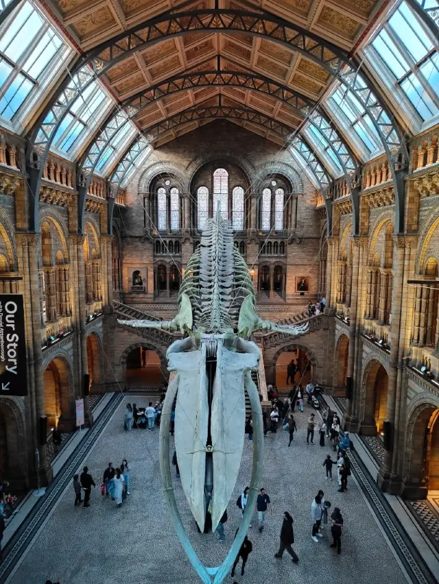 “Cathedral of Bones: A Whale in Flight”