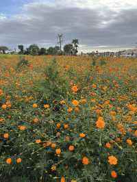 🌻自然とふれあう癒しの楽園！ソレイユの丘の魅力🌻