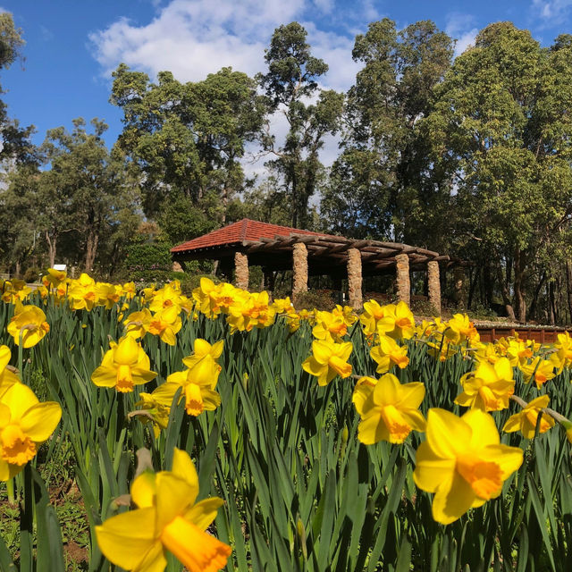 Blooming Beauty: A Day at Araluen Botanic Park, Perth