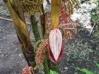 Garden of the Sleeping Giant