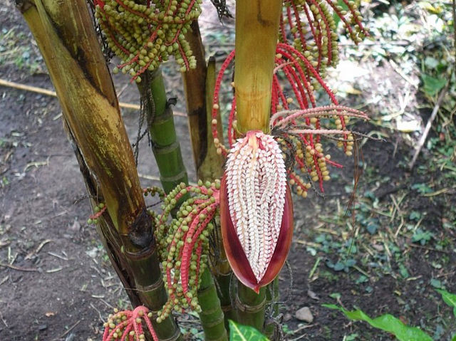 Garden of the Sleeping Giant