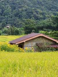 บ้านแม่กลางหลวง เชียงใหม่ The Dreamy Terraced Fields of Mae Klang Luang 🌾✨