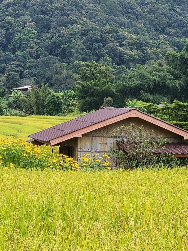 บ้านแม่กลางหลวง เชียงใหม่ The Dreamy Terraced Fields of Mae Klang Luang 🌾✨ บ้านแม่กลางหลวง เชียงใหม่ The Dreamy Terraced Fields of Mae Klang Luang 🌾✨