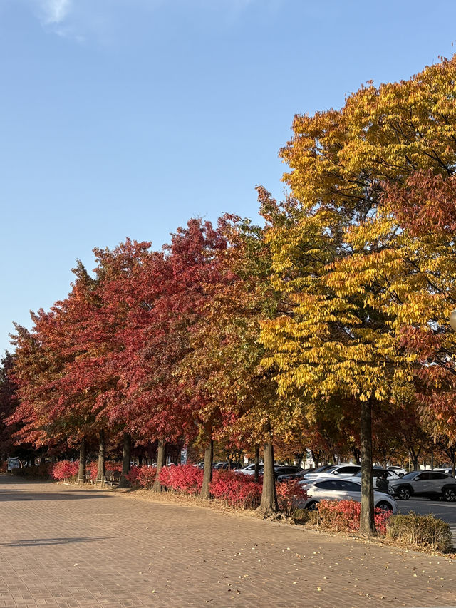 가을 단풍으로 물든 상암동 평화의공원 반려견 산책하기 좋은 곳🍁