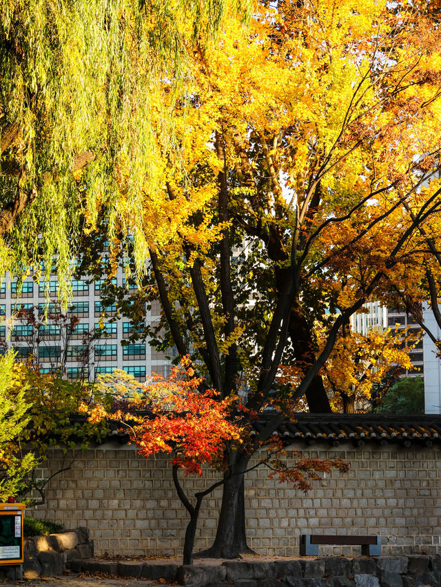 가을여행 덕수궁 , 낙엽이 수놓은 시간의 정원