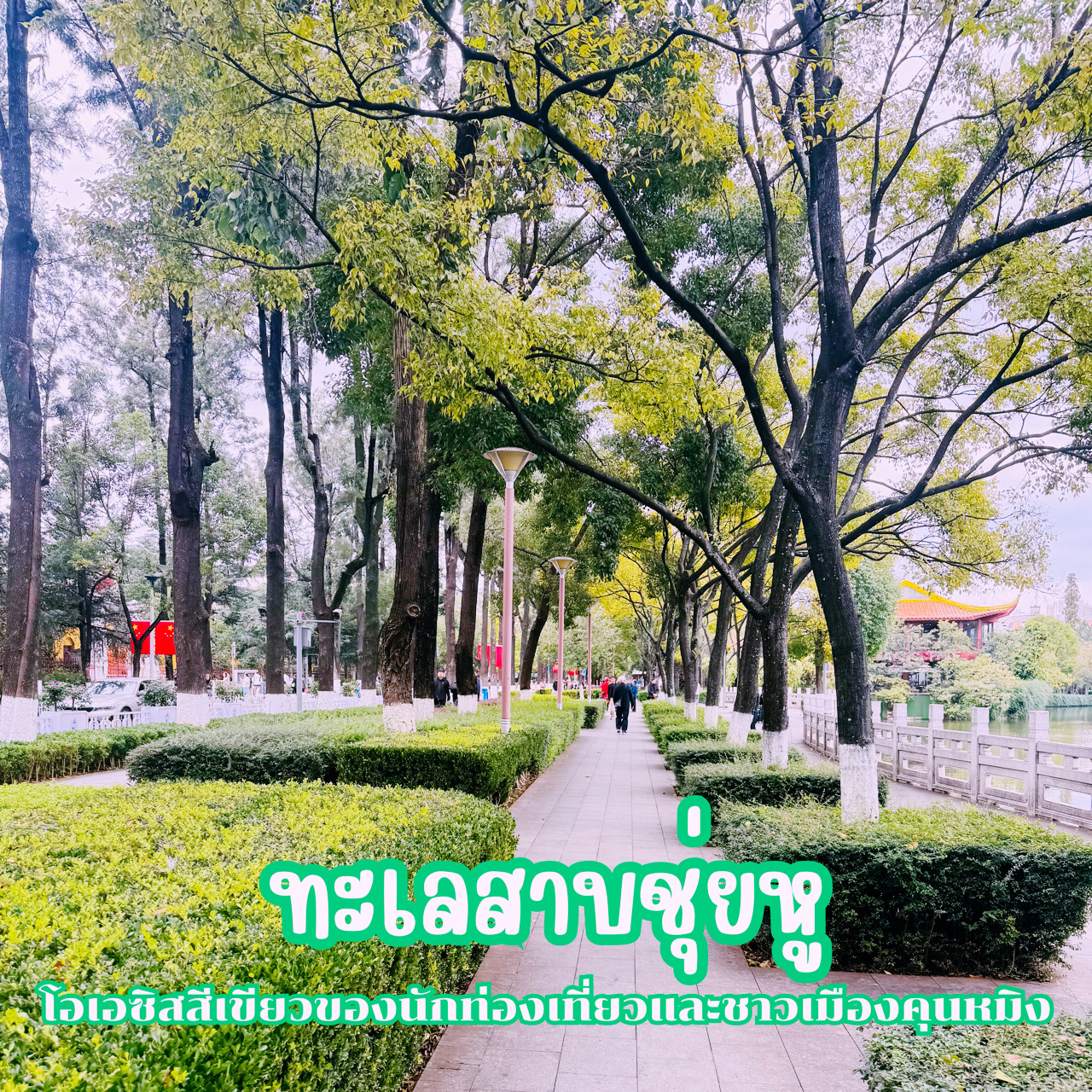 #GetDiscountsWithoutLuck
📌 Chuihu Lake is one of the most important and beautiful tourist attractions in Kunming, China. Located in the heart of the city near Yunnan University, it's a "green oasis" where locals and tourists alike often come to relax, stroll, and enjoy nature. Within the park are four large, interconnected lakes, surrounded by white arched bridges, pavilions, and rows of willow trees, creating a lush and romantic atmosphere. It's especially beautiful in spring, when cherry blossoms and plum blossoms fill the park.

🌼 Another highlight of Chuihu Lake is that it serves as a winter sanctuary for flocks of Siberian cranes (November–March) who fly here from Russia to escape the cold. This has become a highly sought-after symbol of Kunming. The lake is also home to numerous cafes, teahouses, and shops selling local produce, as well as authentic Yunnanese restaurants.

⏰ The park is open daily from 6:00 AM to 10:00 PM.

🚗 Convenient transportation You can take Metro Line 2 to Chuanxin Gulou Station and walk for about 10 minutes. Alternatively, take Bus 100, 101, 133, or 235 to the Cuihu Park Stop, which will take you to the main entrance. The peaceful and refreshing atmosphere is perfect for relaxing, taking photos, and experiencing the local life in Kunming up close.

#KunmingTrip
#KunmingLandmarks
#KunmingTravel
#KunmingAccommodation
