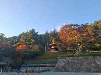 ✨️勝尾寺達摩寺⛩️大阪必去打卡好去處介紹📸💕