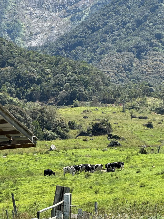 Fresh air, green hills, and happy cows—Kundasang perfection🐄⛰️ Fresh air, green hills, and happy cows—Kundasang perfection🐄⛰️