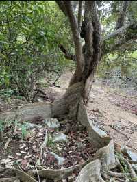 📸打卡香港秘境！荔枝窩客家村奇樹+海景一日遊