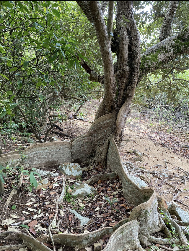 📸打卡香港秘境！荔枝窩客家村奇樹+海景一日遊