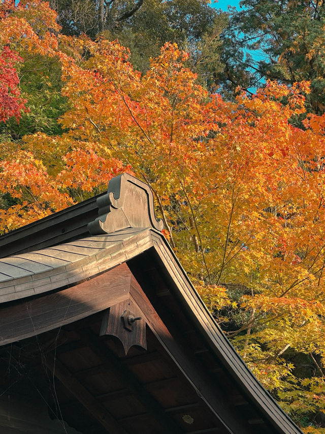 【奈良市】学問の神様も歌を詠んだ紅葉名所『手向山八幡宮』