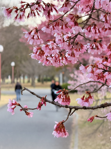 ピンクオパール龍亀♡桜♡♡No.2207 1mi45224x98rcel5u3755.jpg?proc