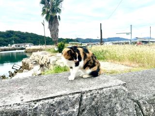 猫と海『真鍋島』🐈‍⬛🐾🏝️🛳️🌊🌼🌺🐈