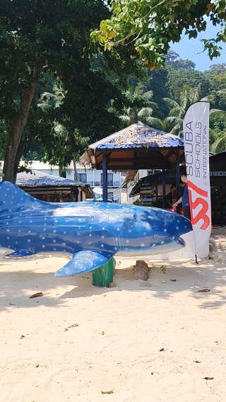 tenggol island with whale shark🐋