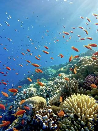 The Little Red Fish Storm at the Blue Hole in Egypt 🪸