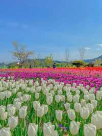 사랑의 고백, 양산 황산공원🌷