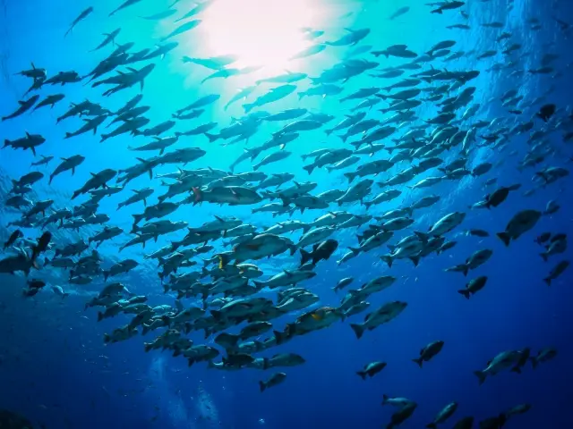 Parachuting in Cairns