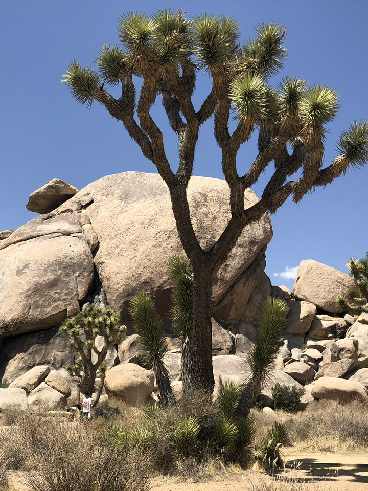 ジョシュア・ツリーの魔法。 | Trip.com カリフォルニア州