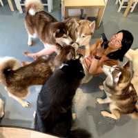 馬六甲Husky天堂 | 盡情享受被哈士奇們包圍吧！