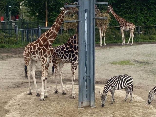Dublin Zoo 🐪