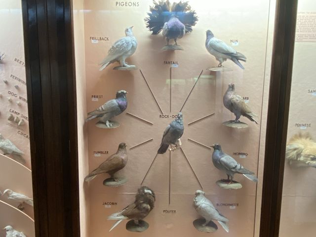 Cultural Oasis: Horniman Museum's Embrace 🏛️