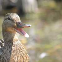 Lovely animal in Tierpark…Greifswald