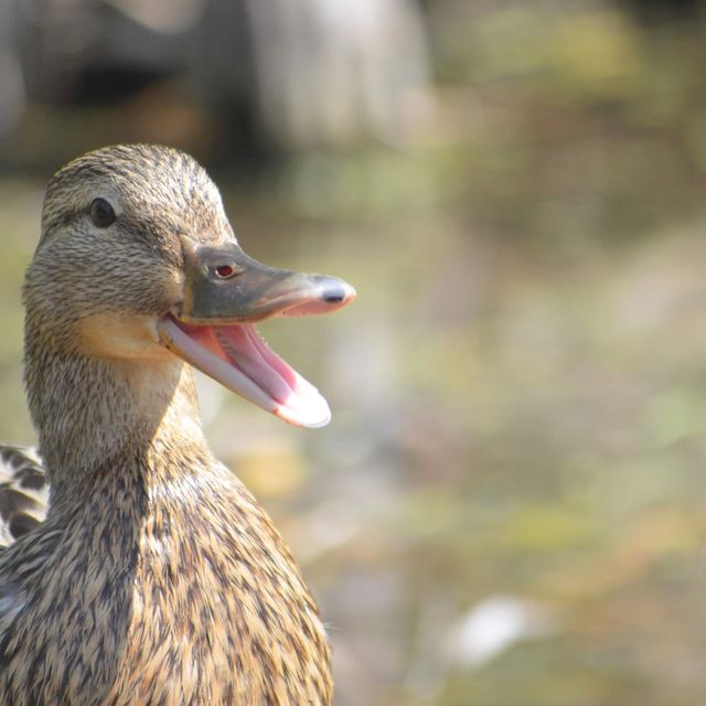 Lovely animal in Tierpark…Greifswald