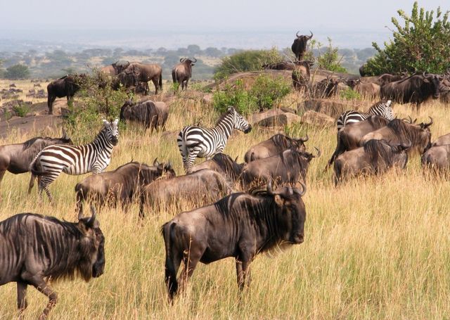 2-Day Maasai Mara & Lake Naivasha Safari