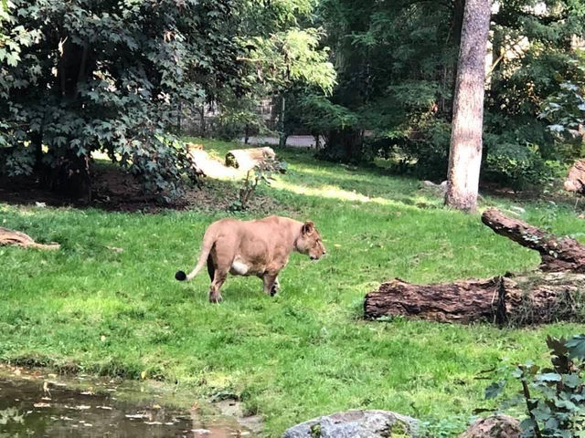 A lovely day at the zoo 🇩🇪