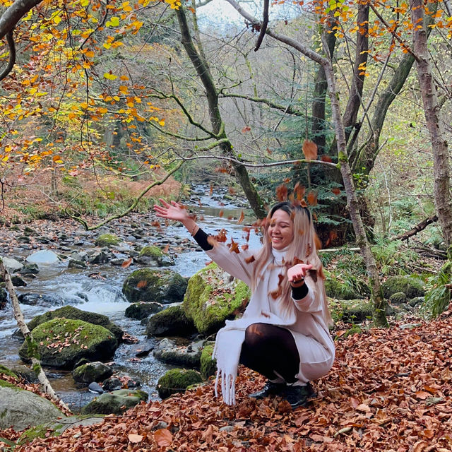 Nature’s Autumn Canvas: Motor Trip to Aira Force Waterfall