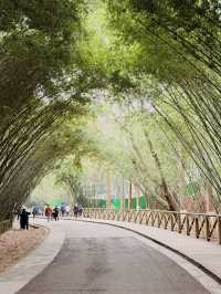 Best place to see Pandas in Chengdu?