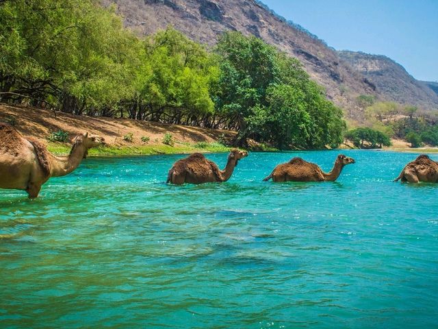 "Discover Oman: Where Desert Meets the Sea and Mountains Touch the Sky! 🇴🇲✨"