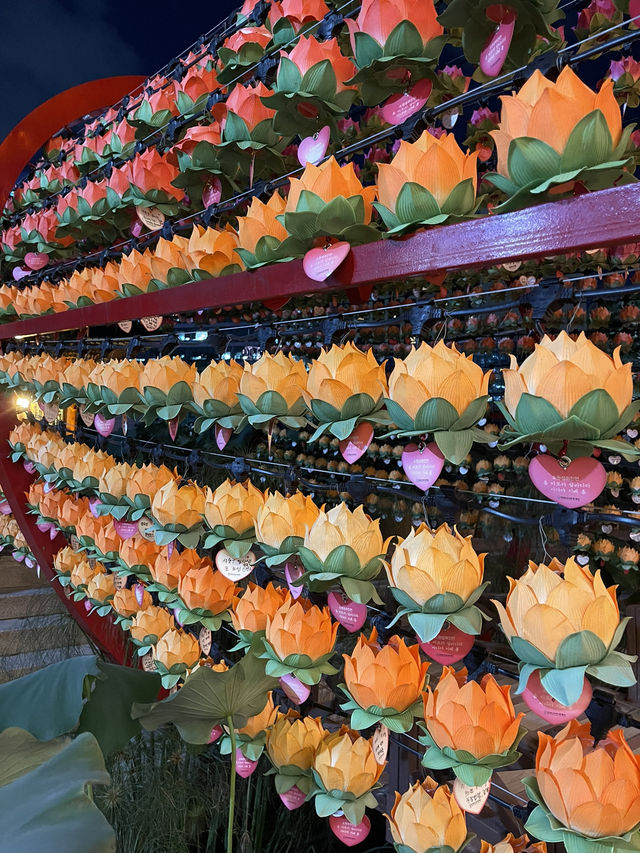 Peace among the lotuses