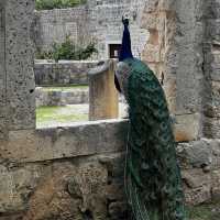 Discovering Dubrovnik: A Medieval Gem by the Sea