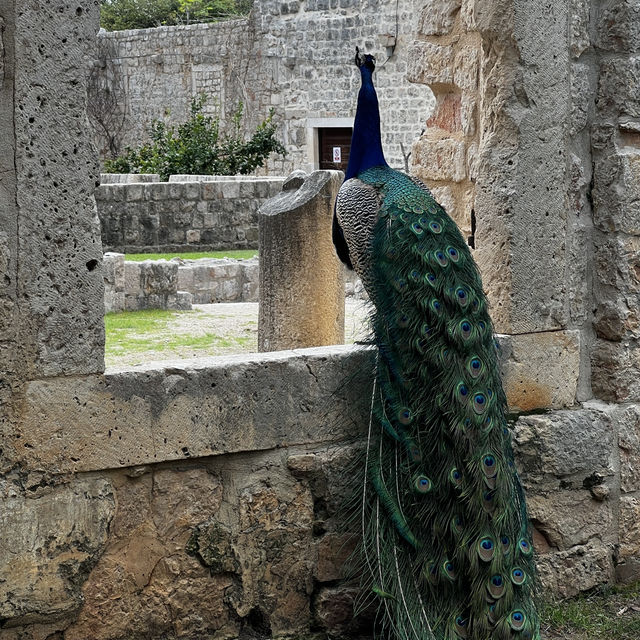 Discovering Dubrovnik: A Medieval Gem by the Sea
