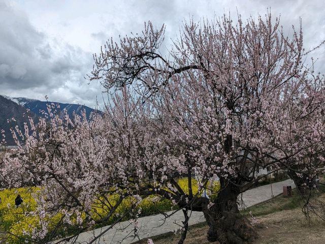 #西藏深度旅遊