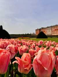 🌷 Hampton Court Palace in Bloom – The Best Time to Visit! 👑