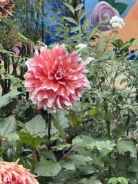 Beautiful flowers while staying in Panajachel