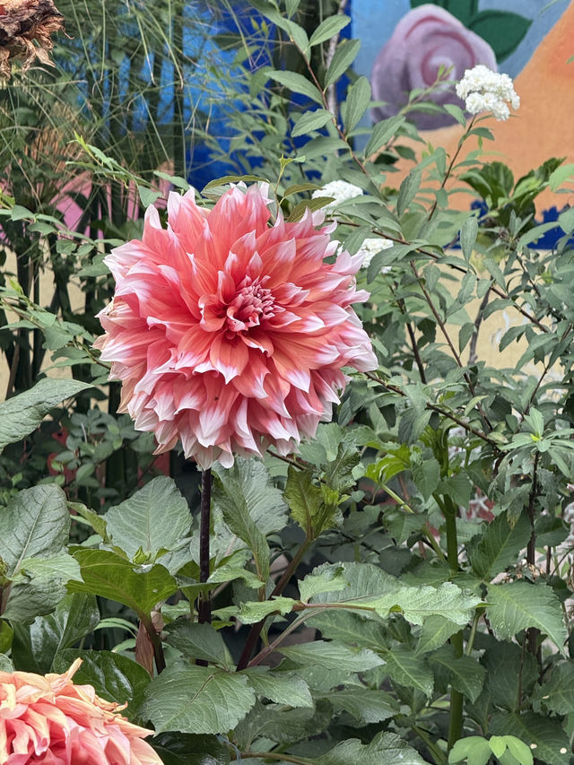 Beautiful flowers while staying in Panajachel