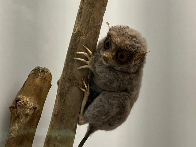 Wonders of Nature — A Day at Naturkundemuseum Karlsruhe 🇩🇪  