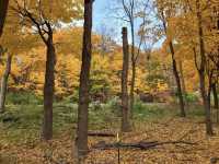 Mount Royal Park Parc du Mont-Royal